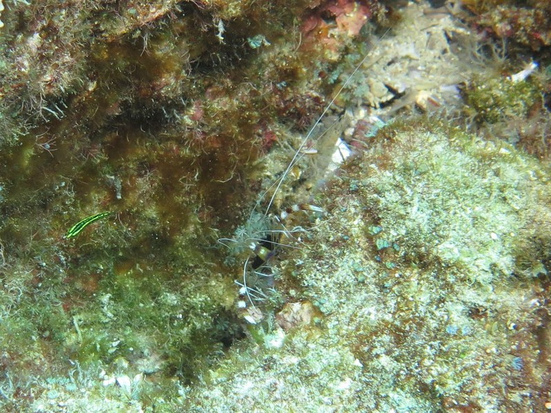 90  Banded Coral Shrimp IMG_2624.jpg